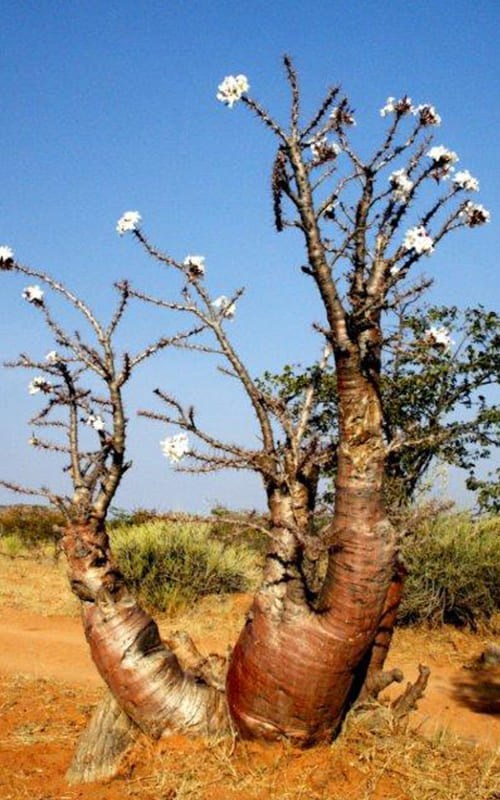 baubab_with_flowers